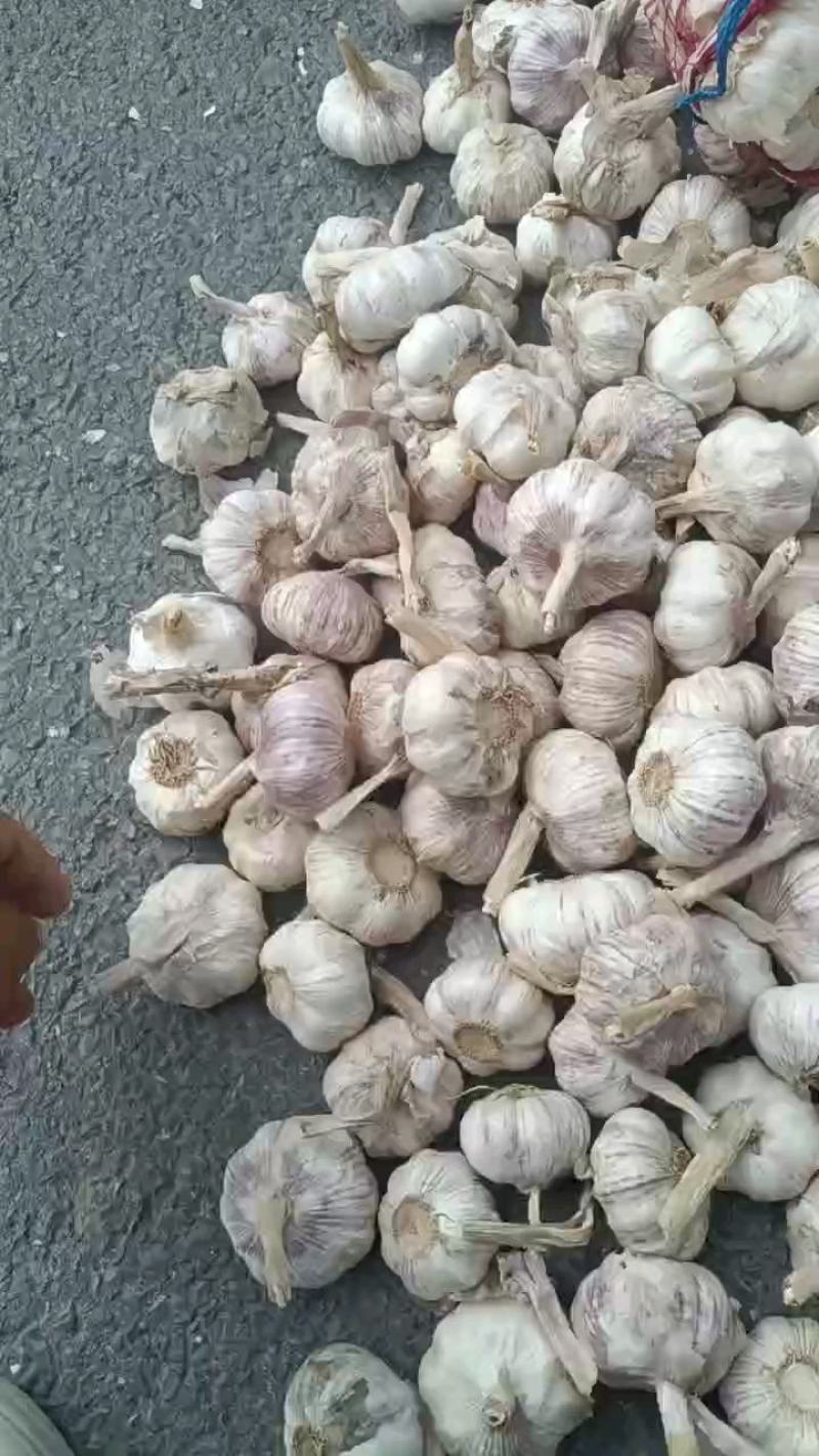 大蒜