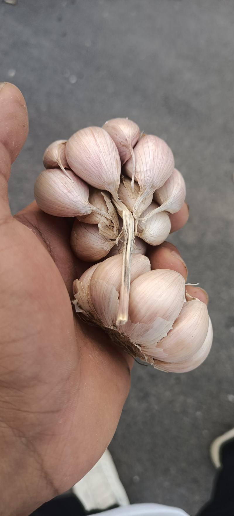 大蒜