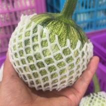 高山圆嫩南瓜