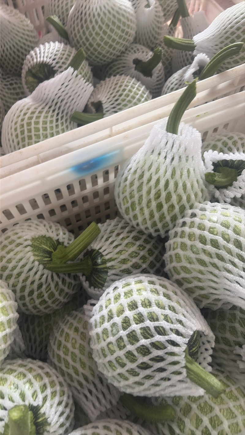 高山圆嫩南瓜