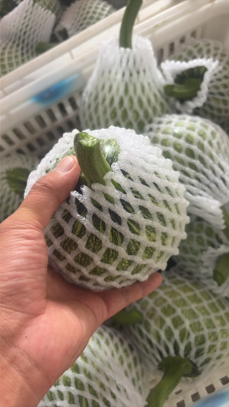 高山圆嫩南瓜