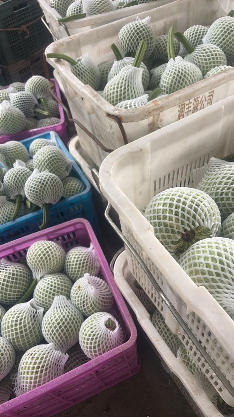 高山圆嫩南瓜