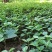 四川省草珊瑚种苗