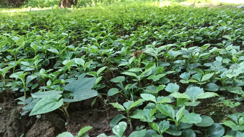 四川省草珊瑚种苗