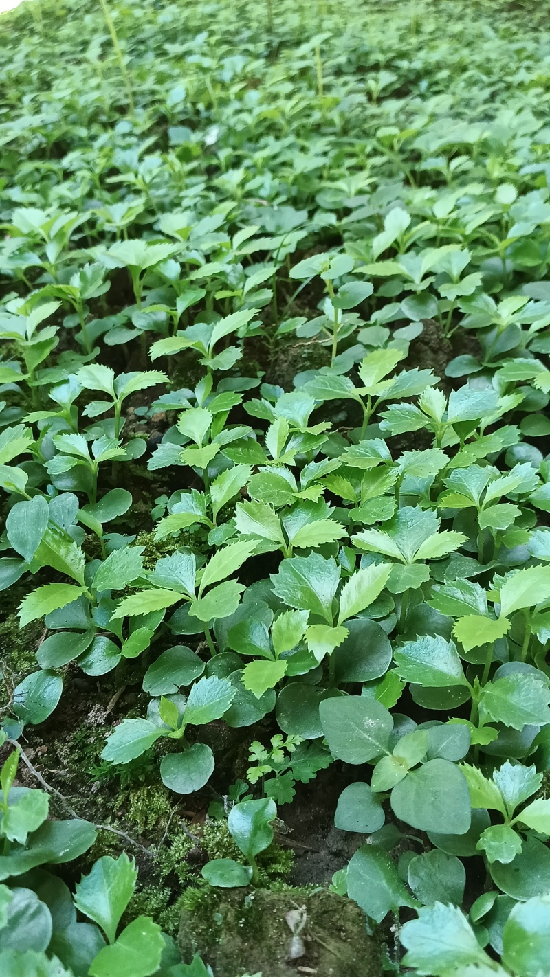 四川省草珊瑚种苗