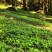 四川省草珊瑚种苗