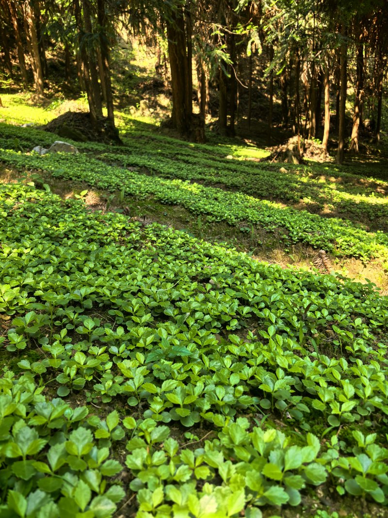 四川省草珊瑚种苗