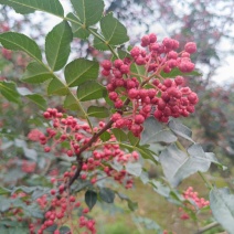 甘肃甘谷当季伏椒油椒花椒梅花椒六月红下线了