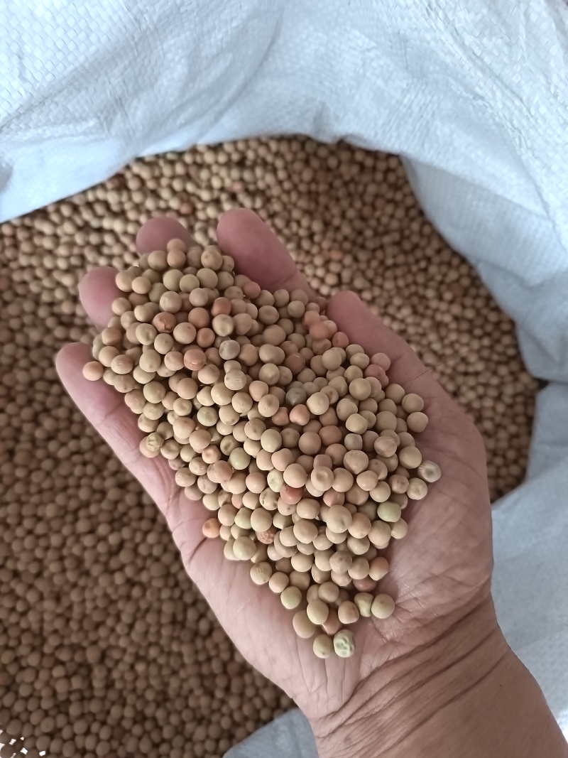 红豌豆豌豆干豌豆鸽粮宠物粮配料红豌豆