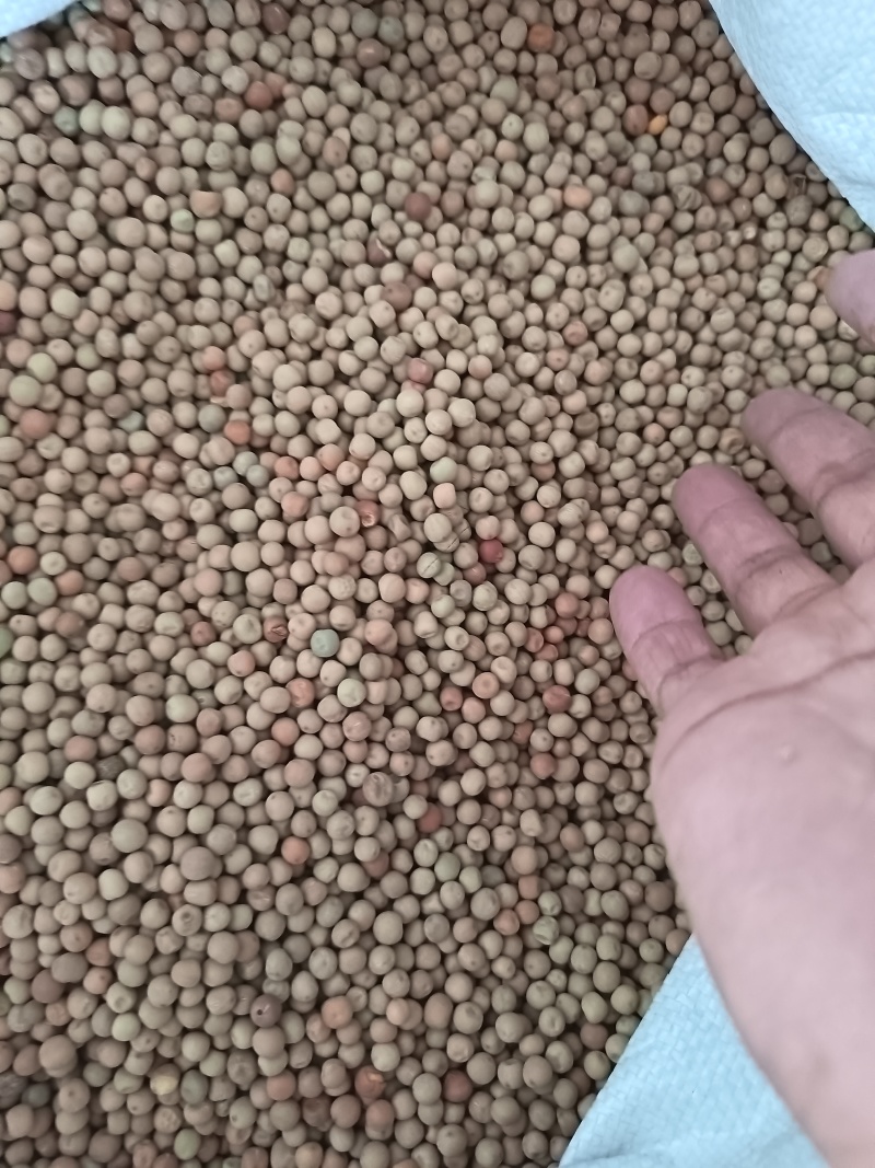 红豌豆豌豆干豌豆鸽粮宠物粮配料红豌豆