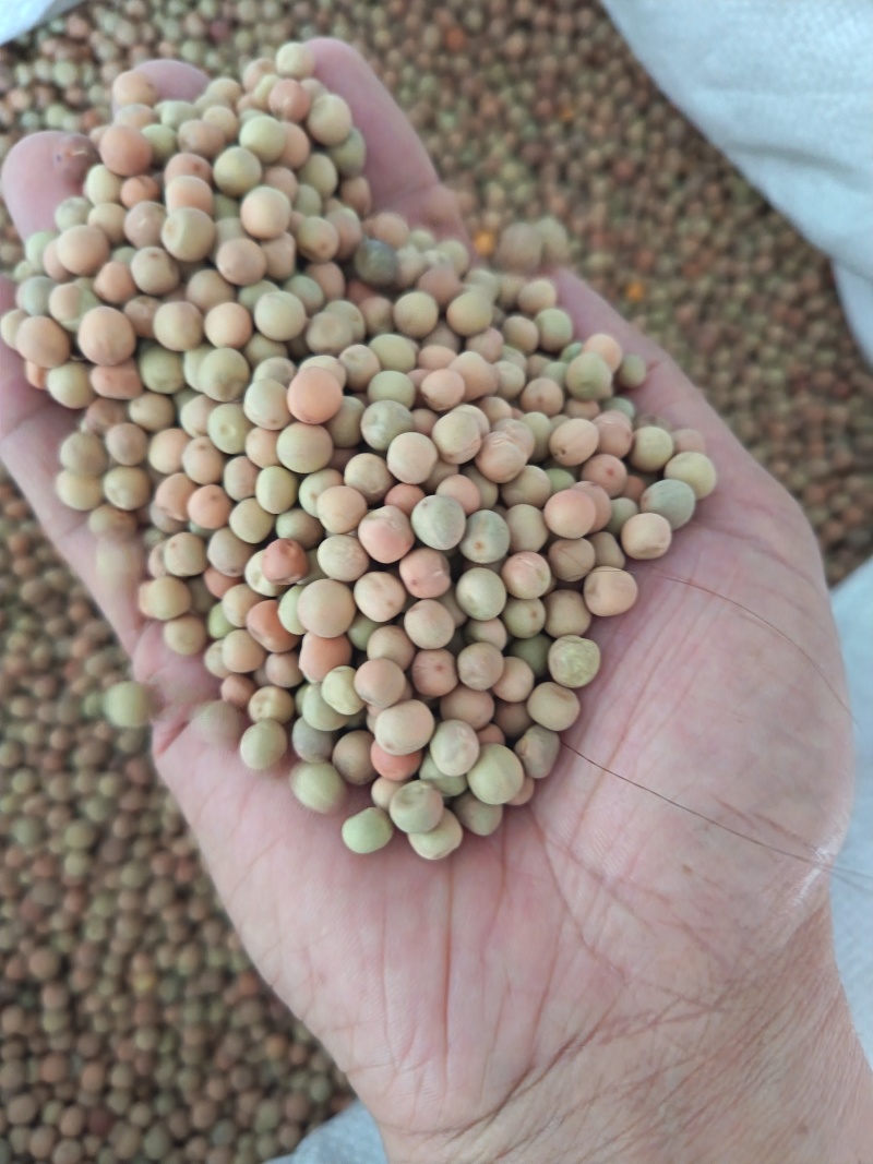 红豌豆豌豆干豌豆鸽粮宠物粮配料红豌豆