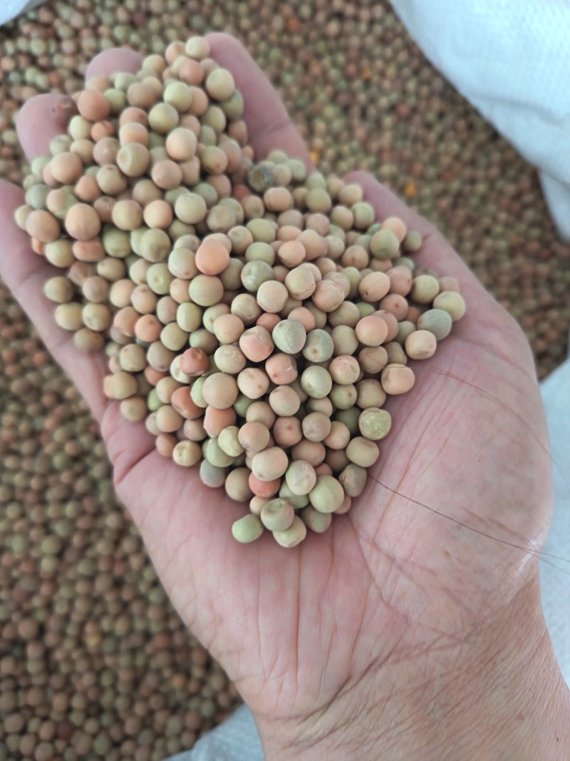 红豌豆豌豆干豌豆鸽粮宠物粮配料红豌豆
