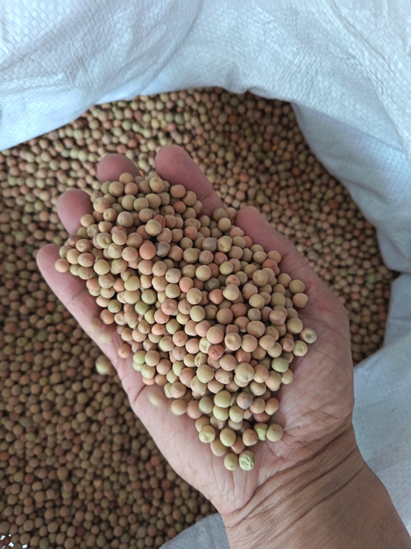 红豌豆豌豆干豌豆鸽粮宠物粮配料红豌豆