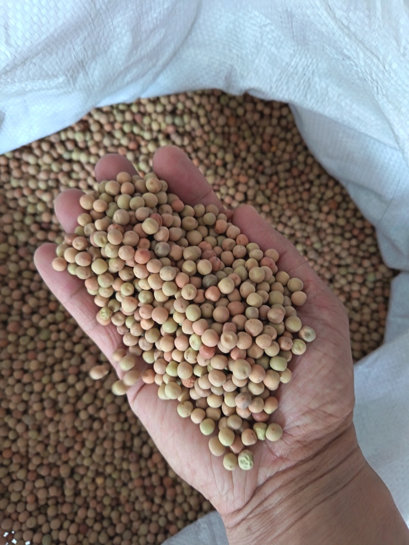 红豌豆豌豆干豌豆鸽粮宠物粮配料红豌豆