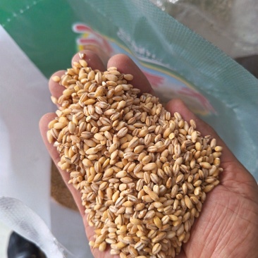 大麦仁麦仁食品原料鸽粮宠物粮配料大麦仁