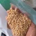 大麦仁麦仁食品原料鸽粮宠物粮配料大麦仁