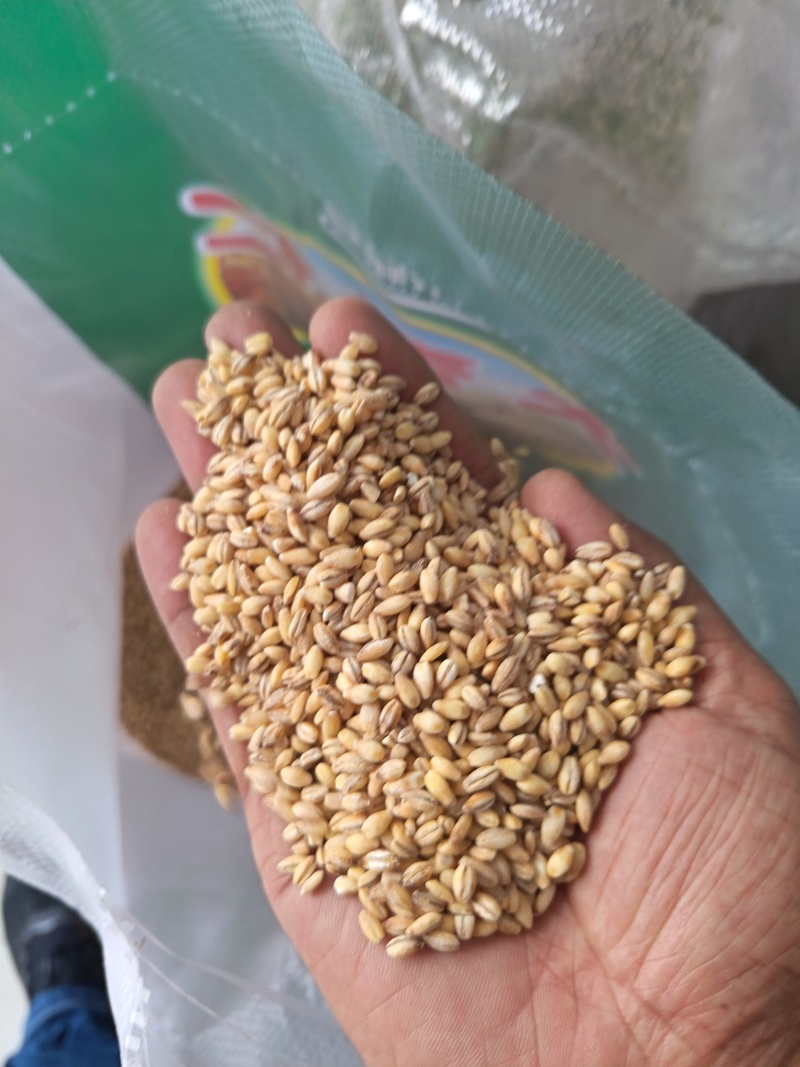 大麦仁麦仁食品原料鸽粮宠物粮配料大麦仁