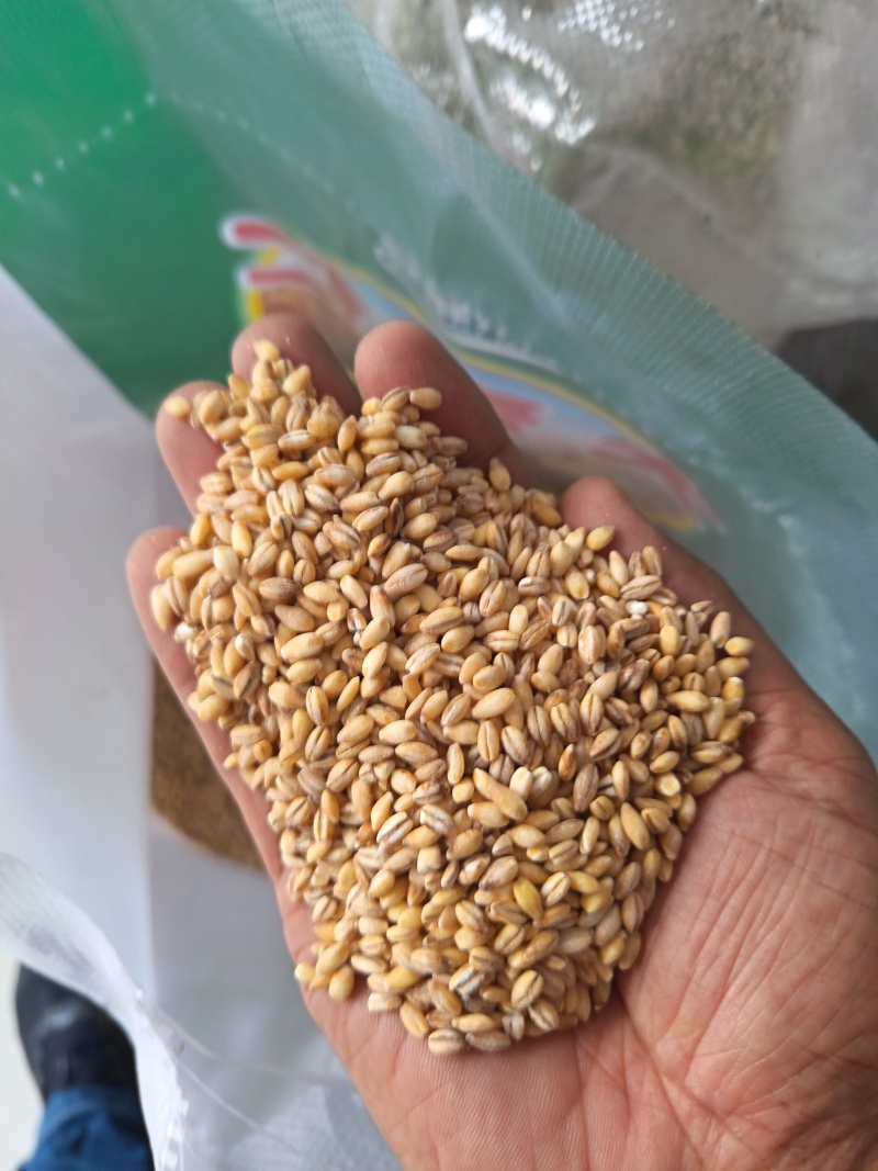 大麦仁麦仁食品原料鸽粮宠物粮配料大麦仁