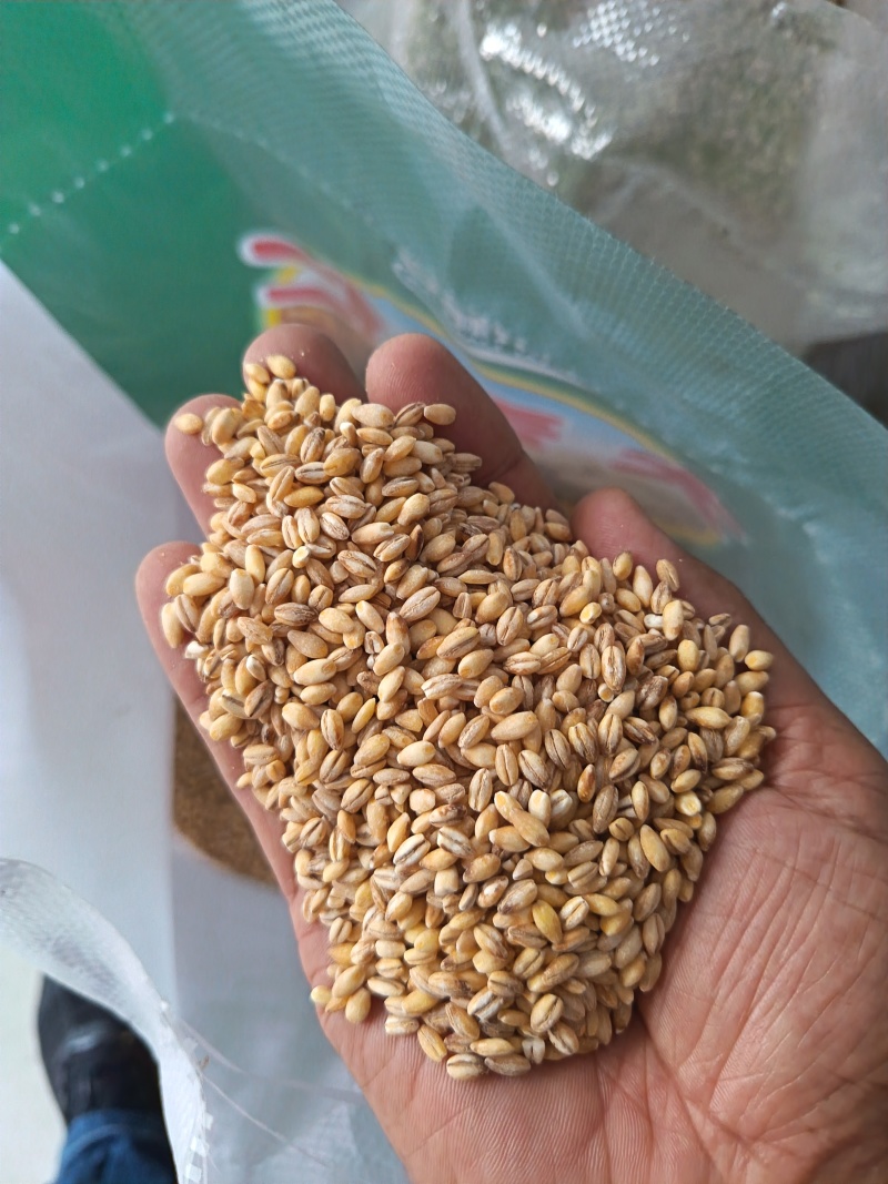 大麦仁麦仁食品原料鸽粮宠物粮配料大麦仁