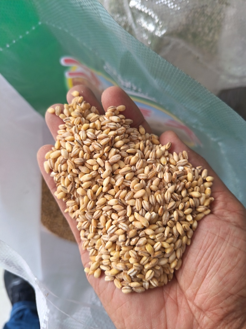 大麦仁麦仁食品原料鸽粮宠物粮配料大麦仁