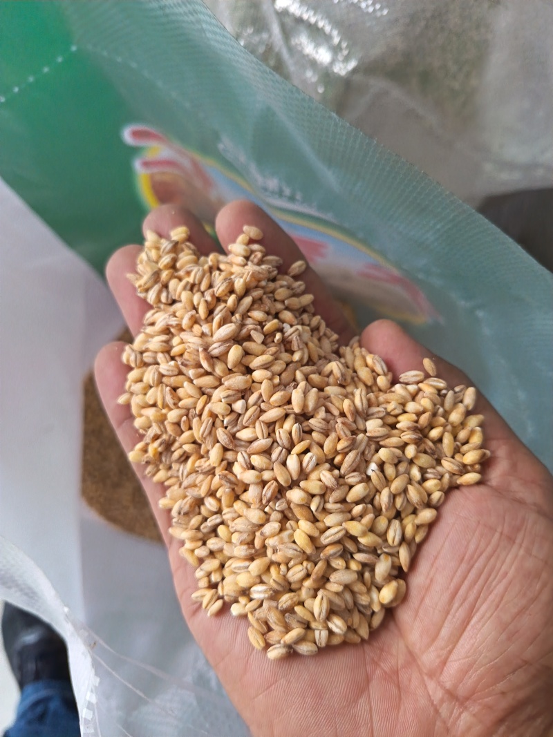 大麦仁麦仁食品原料鸽粮宠物粮配料大麦仁
