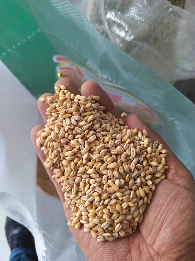 大麦仁麦仁食品原料鸽粮宠物粮配料大麦仁