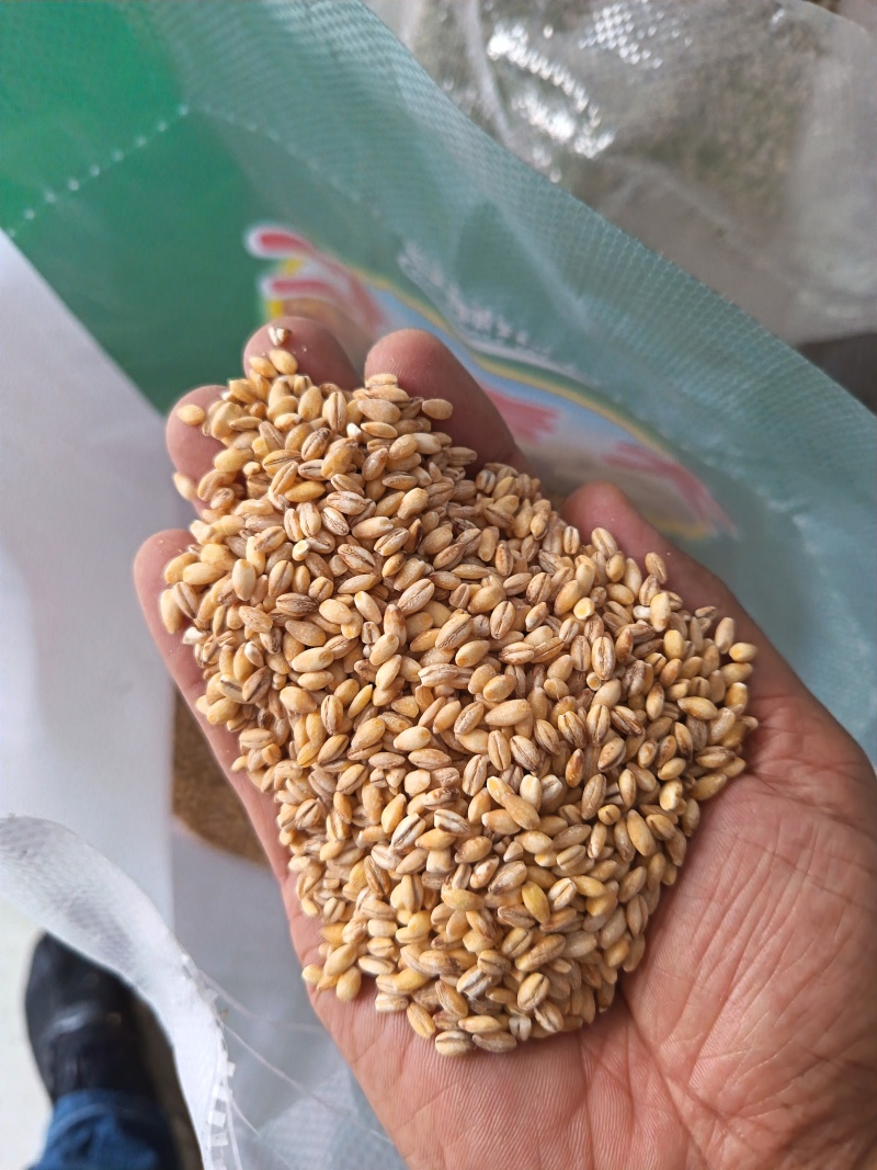 大麦仁麦仁食品原料鸽粮宠物粮配料大麦仁