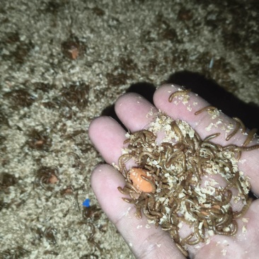 随州本地黄粉虫供应***********