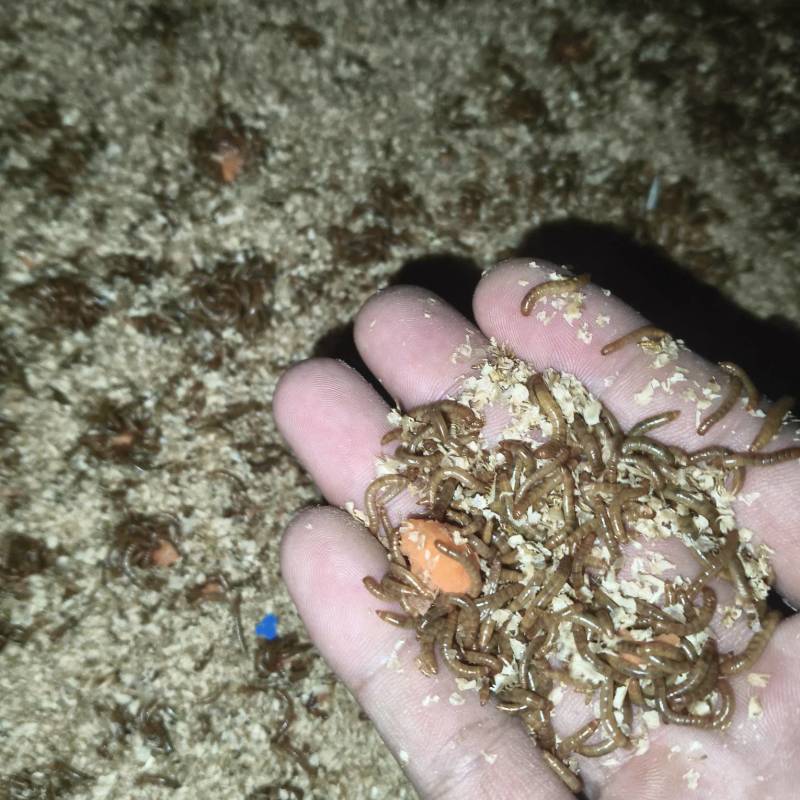 随州本地黄粉虫供应***********