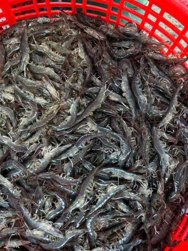 胶塘虾开背虾，肉质结实，清甜好吃。
