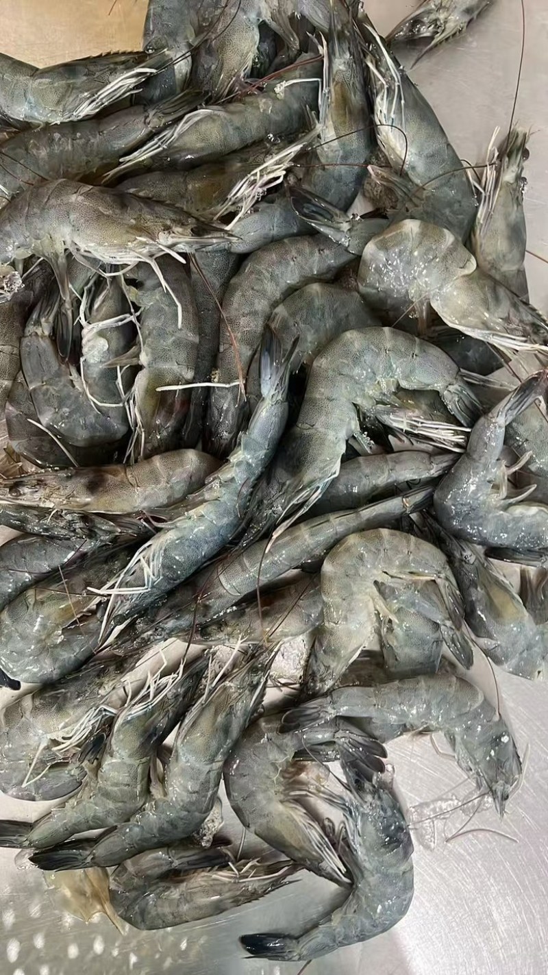 胶塘虾开背虾，肉质结实，清甜好吃。