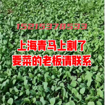 山东省济宁市曲阜市上海青基地小油菜***********