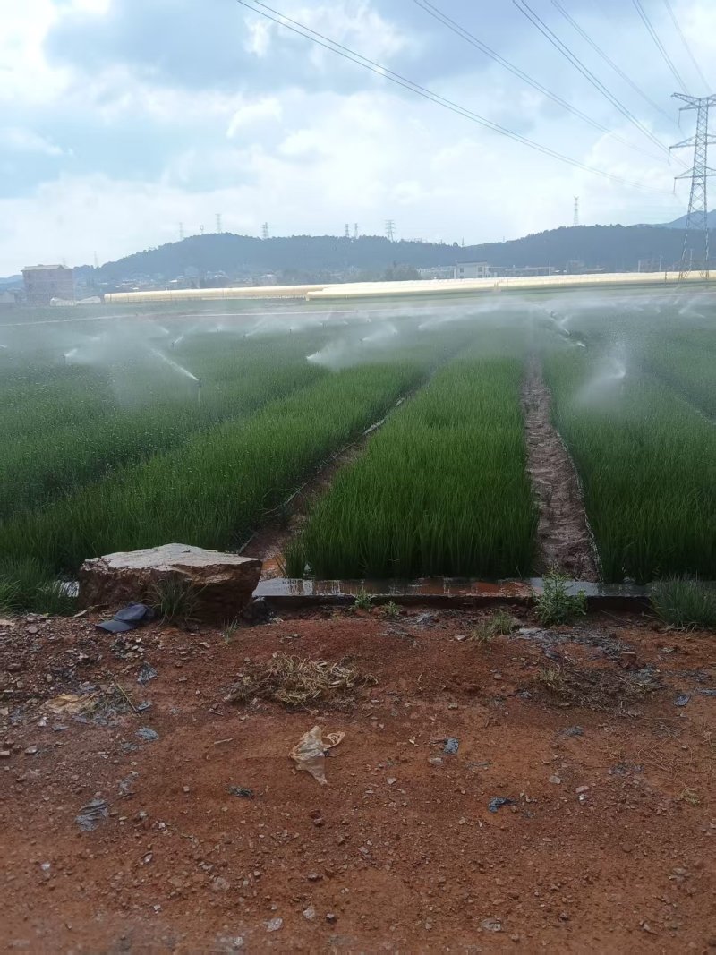 云南泸西产地直销四季小香葱