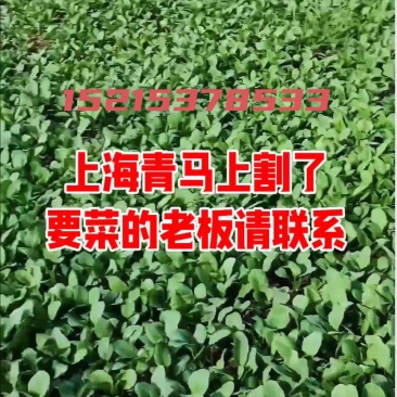上海青