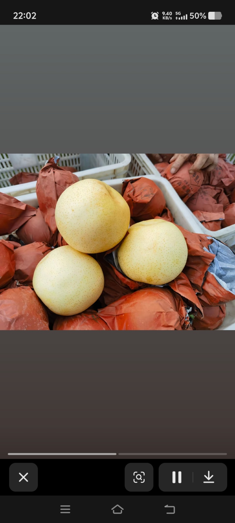 《黄金蜜梨》