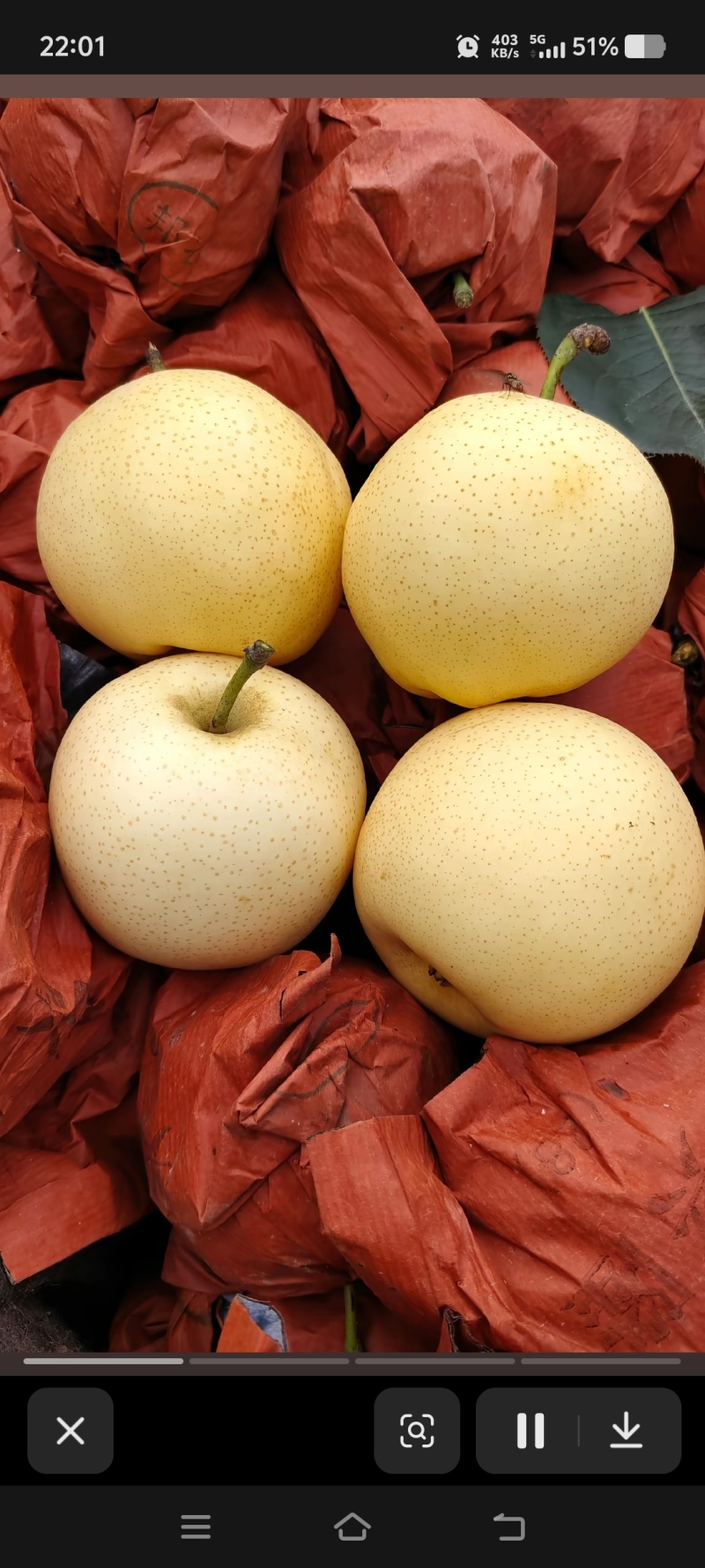 《黄金蜜梨》
