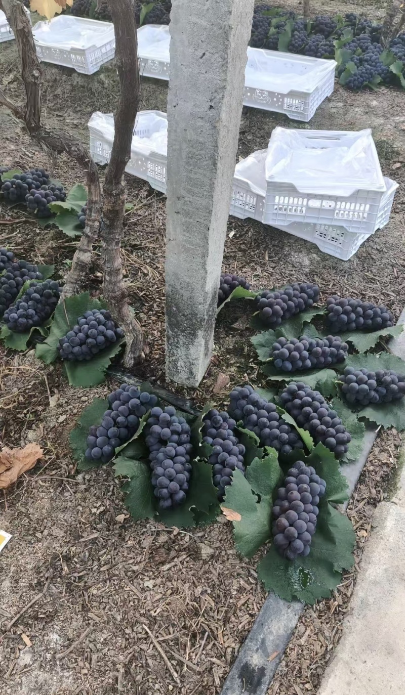 甬优葡萄产地直发