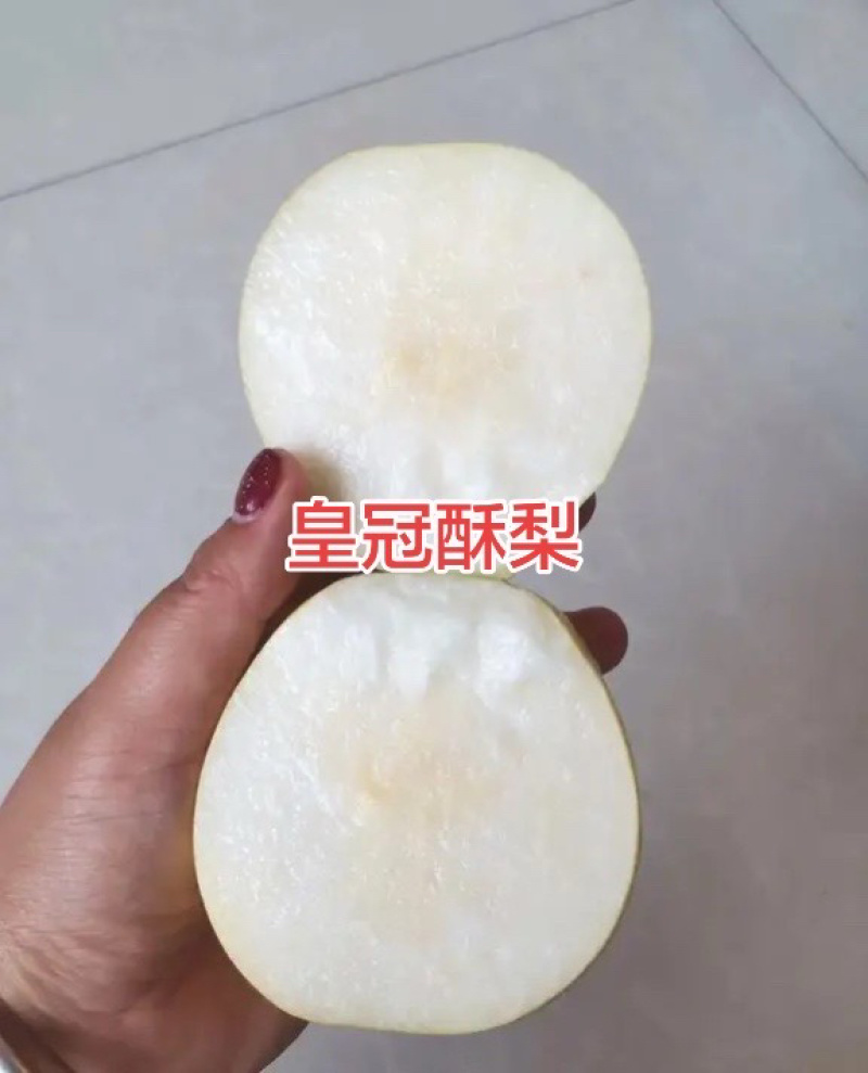 皇冠酥梨，纸袋皇冠梨陕西渭南产区，承接各大商超，板车！