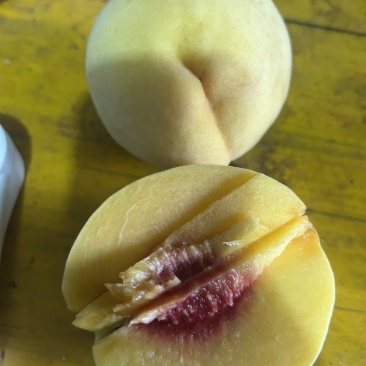 黄桃锦绣大量供应