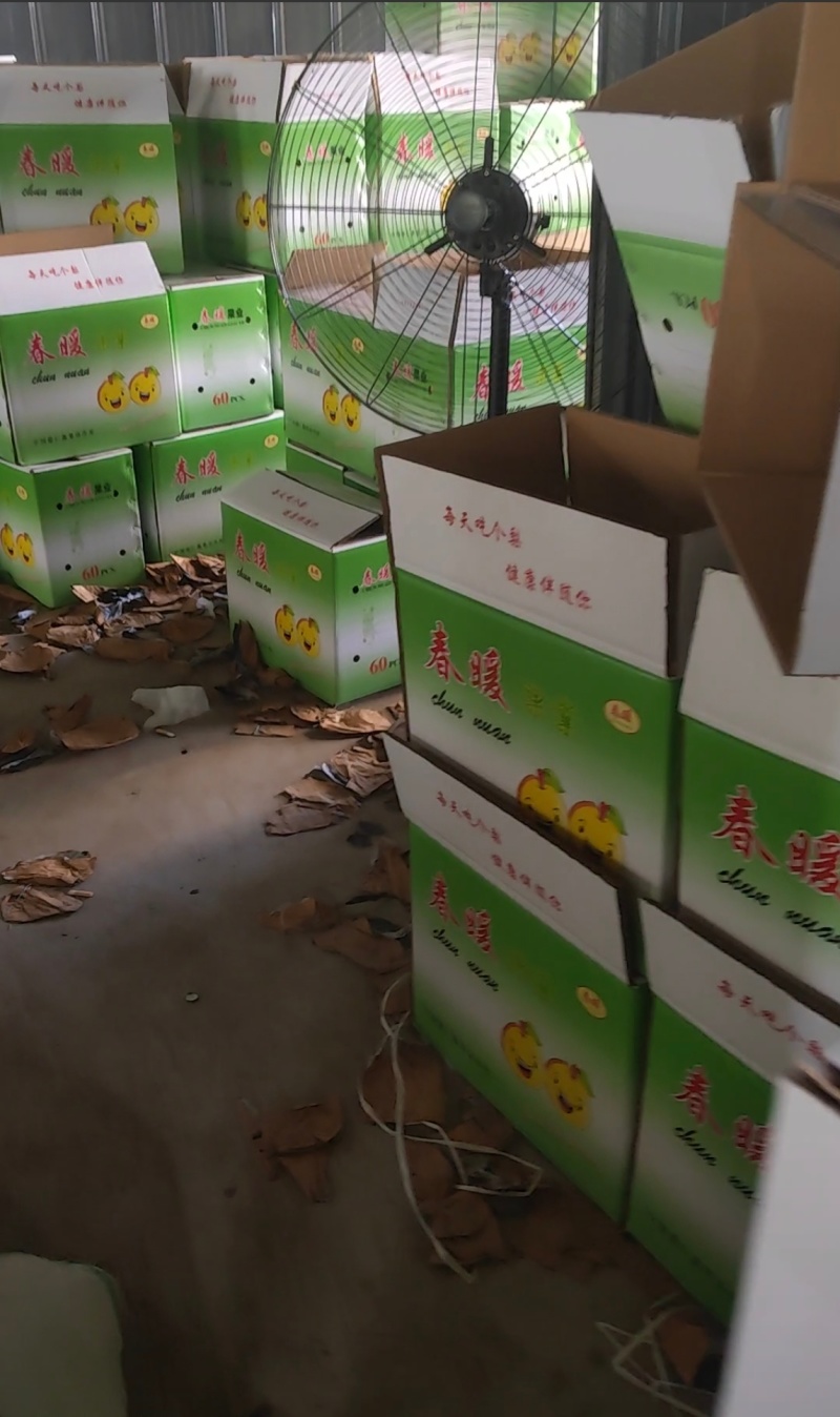 皇冠梨找客商