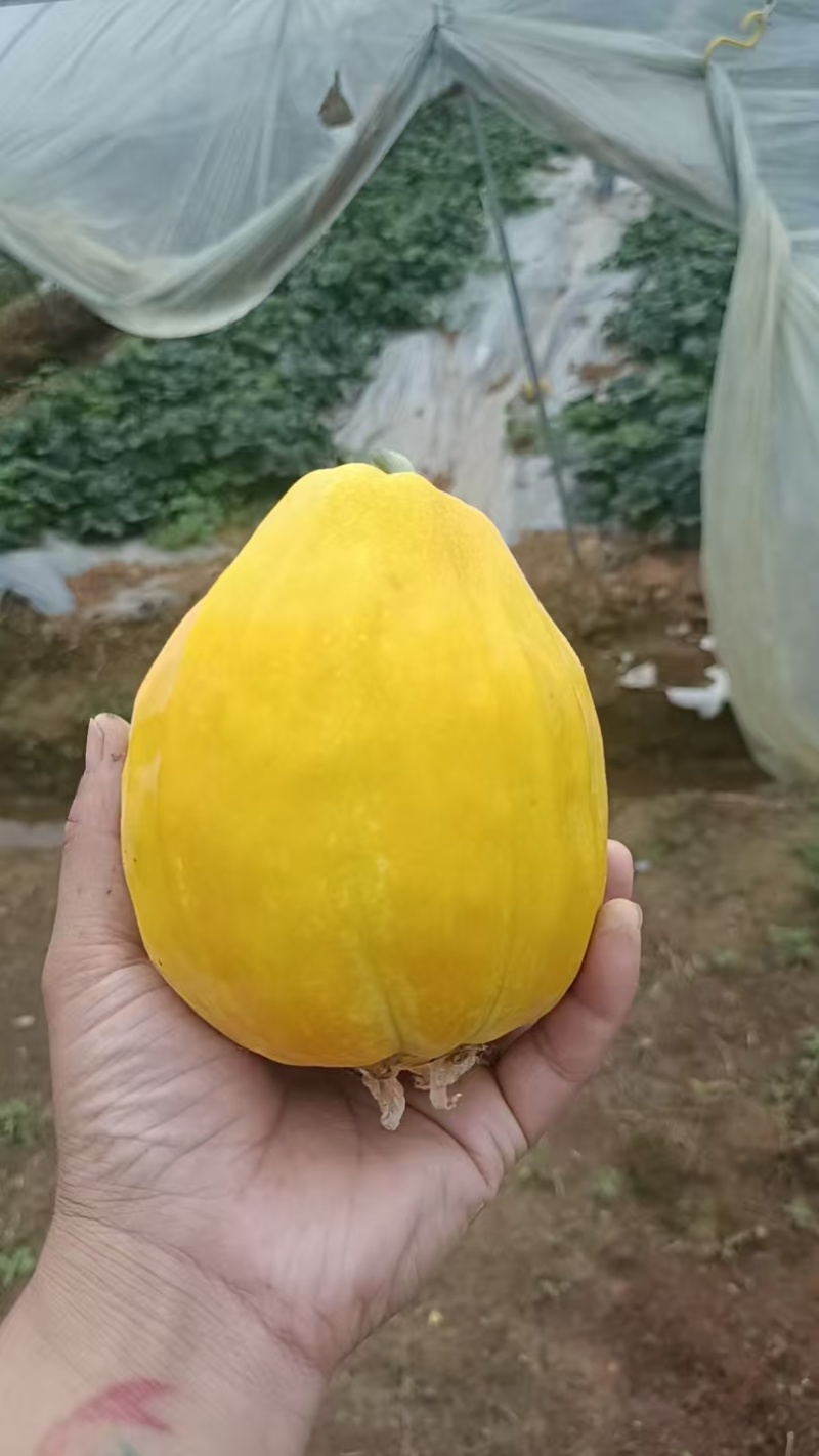 又脆又甜丑八怪甜瓜