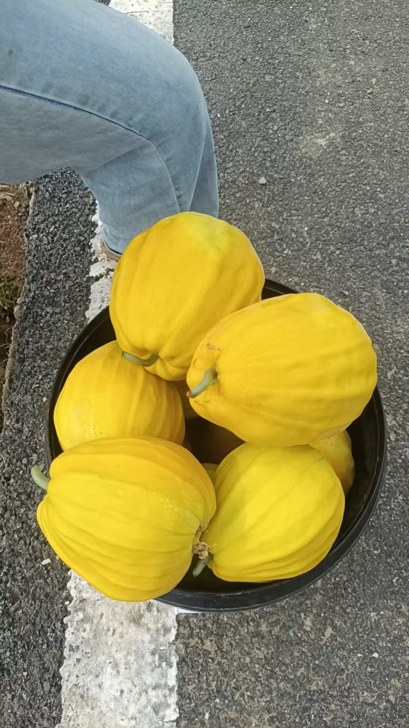 又脆又甜丑八怪甜瓜