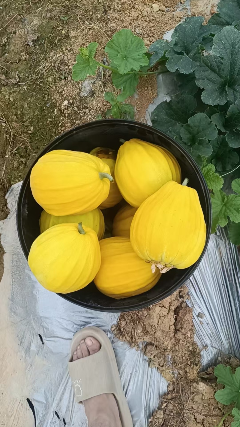 又脆又甜丑八怪甜瓜