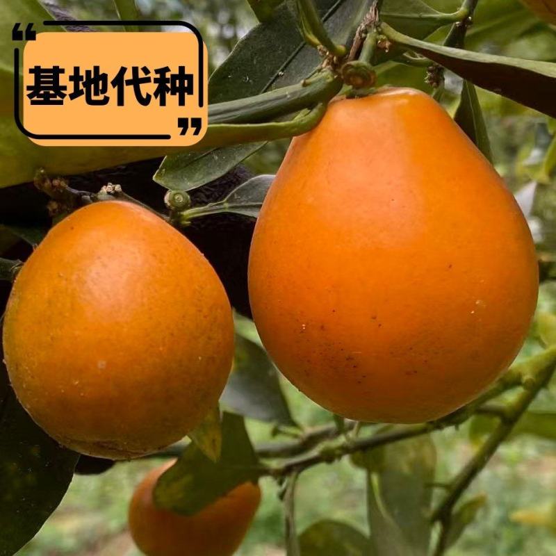 融安金桔脆蜜金桔滑皮金桔水果【基地代种】全包