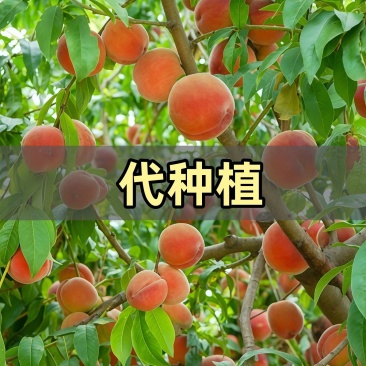 水蜜桃子油桃蟠桃果树黄桃水果【订单代种植】千亩基地