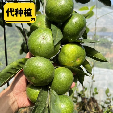 酸甜蜜桔青皮蜜桔柑橘橘子水果【基地代种】托管