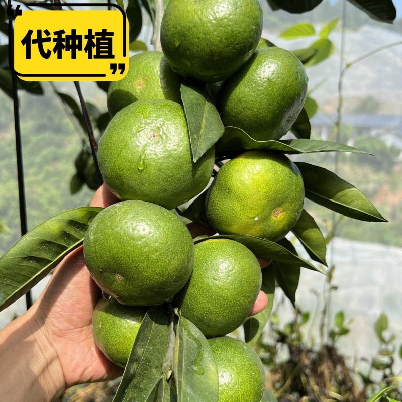 酸甜蜜桔青皮蜜桔柑橘橘子水果【基地代种】托管