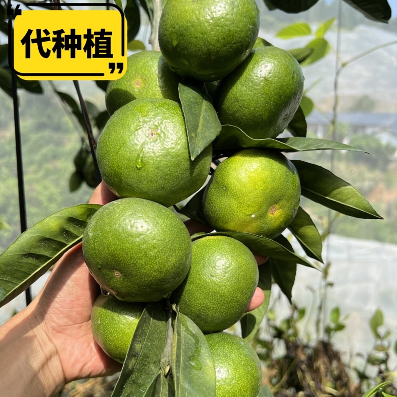 酸甜蜜桔青皮蜜桔柑橘橘子水果【基地代种】托管