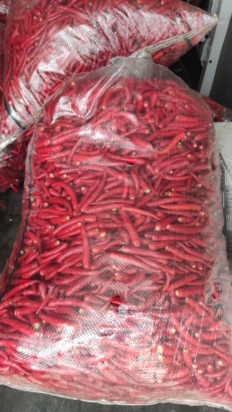 红杭，红金塔，小米椒，产地直发