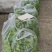 湖北恩施利川高山富硒芜湖椒